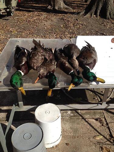 Barpit ducks1.jpg