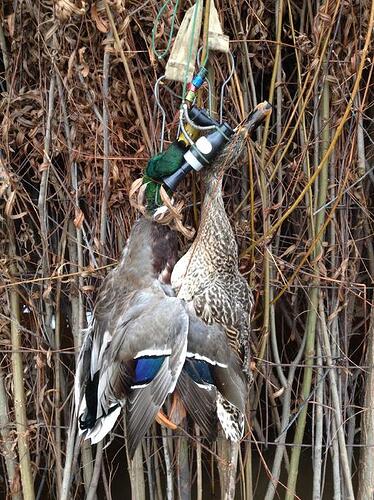 Birthday ducks 2014.jpg