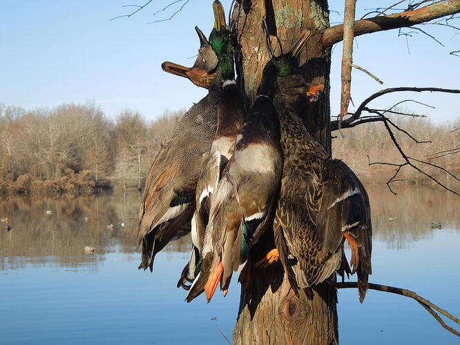 g h decoys 2014 (22).jpg